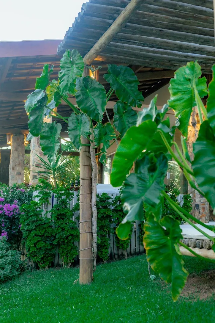 Casa Tavarua — foto 15